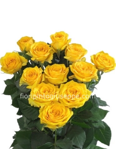 Rose gialle a steli N 5
