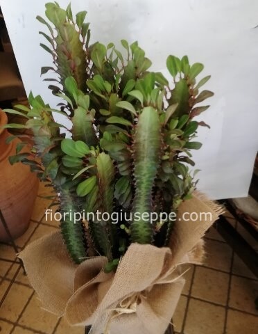 pianta euphorbia