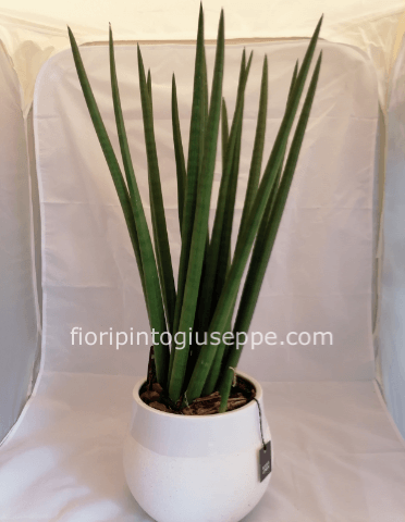 SANSEVIERIA CILINDRICA